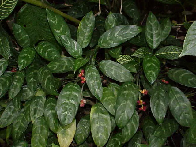 Aglaonema (Aglaonema spp.)