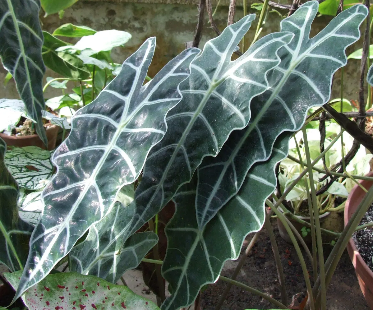 Alocasia (Alocasia × mortfontanensis (Alocasia « Amazonica »))
