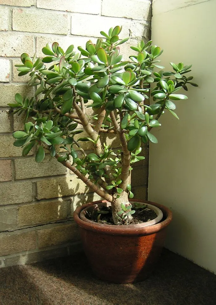 Arbre de jade (Crassula ovata)