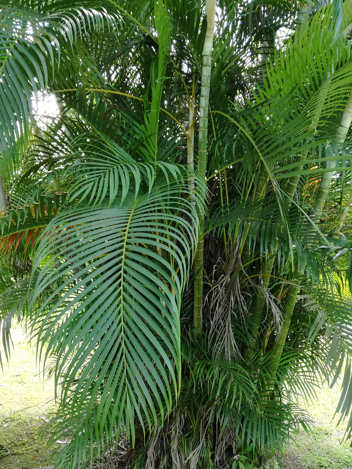 Areca (Dypsis lutescens (syn. Chrysalidocarpus lutescens))