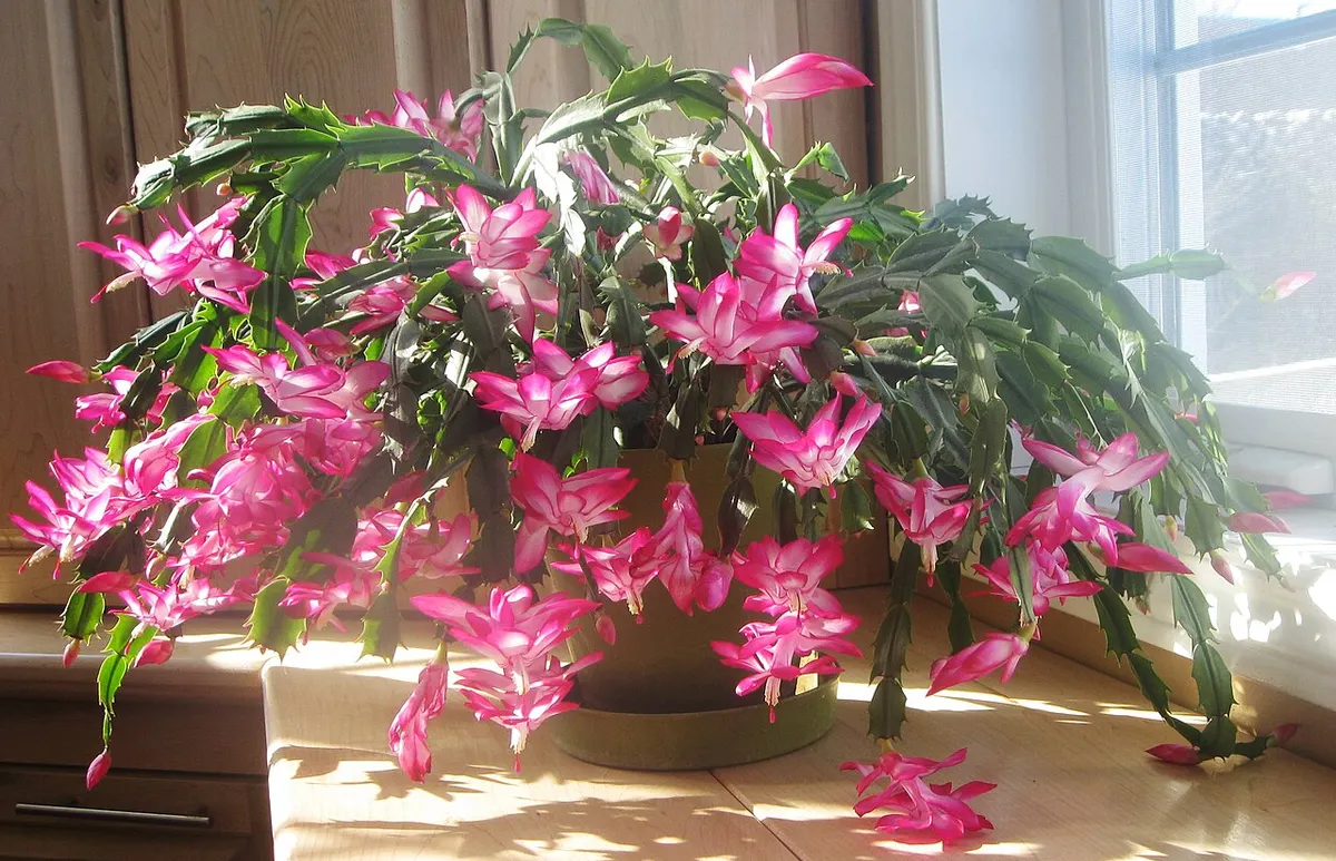 Cactus de Noël (Schlumbergera × buckleyi)