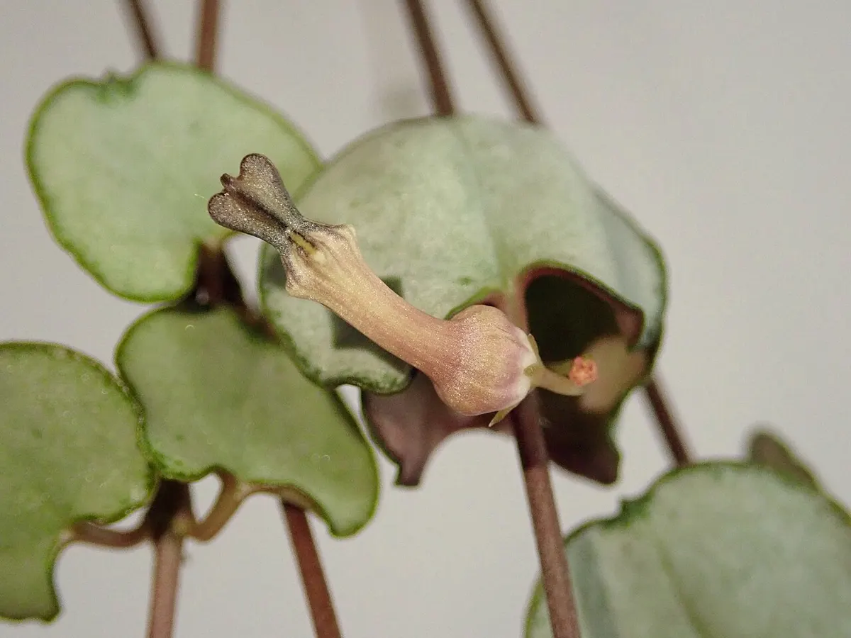 Chaîne des cœurs (Ceropegia woodii (syn. Ceropegia linearis subsp. woodii))