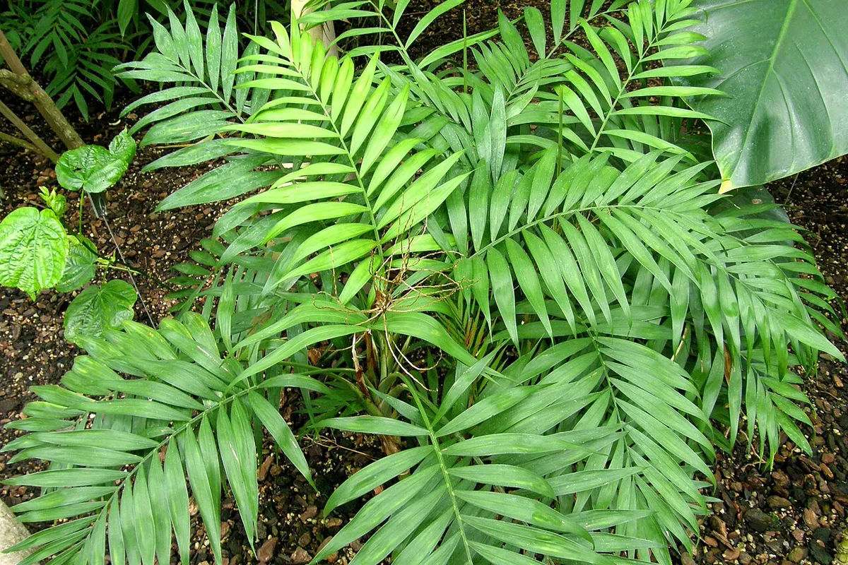 Chamaedorea elegans (Chamaedorea elegans)