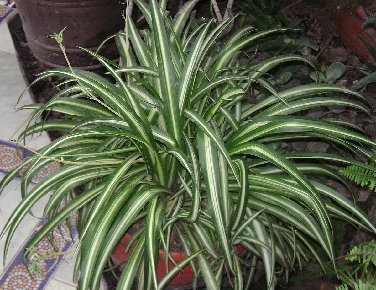 Chlorophytum (Chlorophytum comosum)