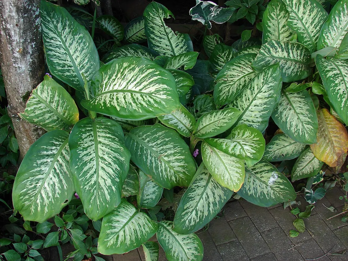 Dieffenbachia (Dieffenbachia seguine)