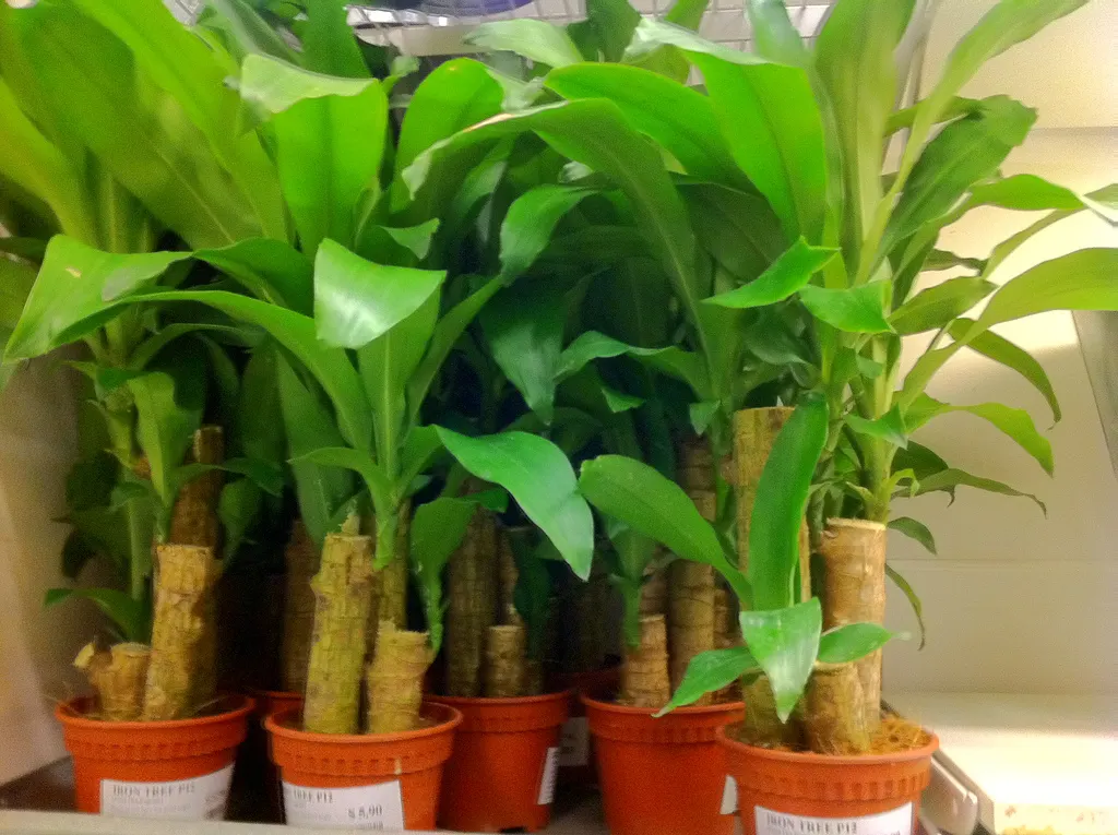 Dracaena fragrans (Dracaena fragrans)