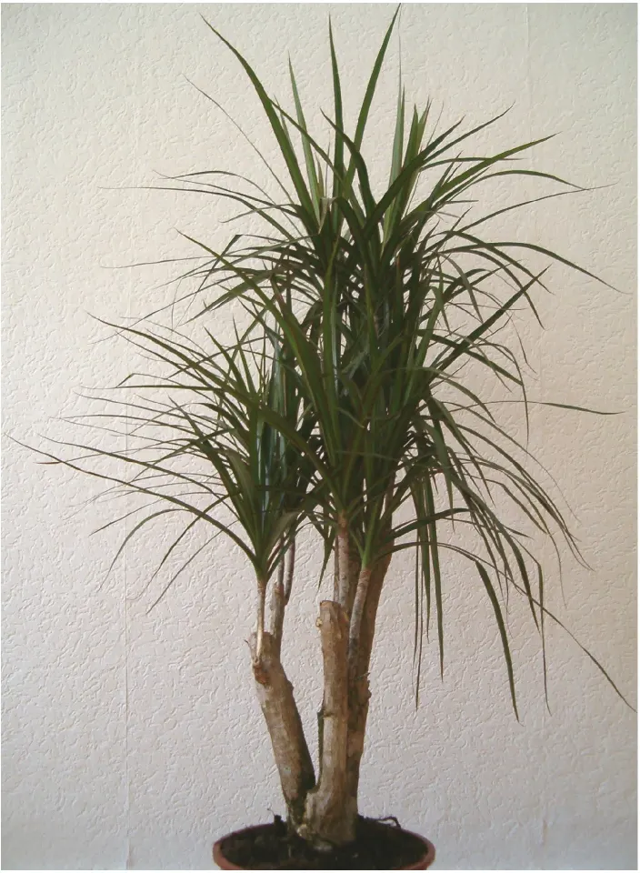 Dracaena marginata (Dracaena reflexa var. angustifolia (syn. Dracaena marginata))