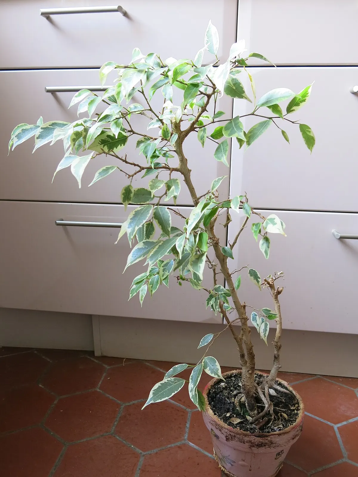 Ficus benjamina (Ficus benjamina)