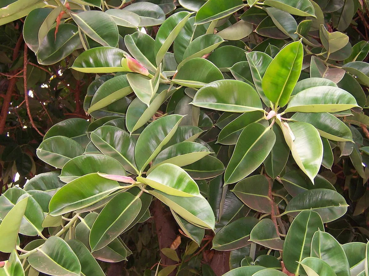 Caoutchouc (Ficus elastica)