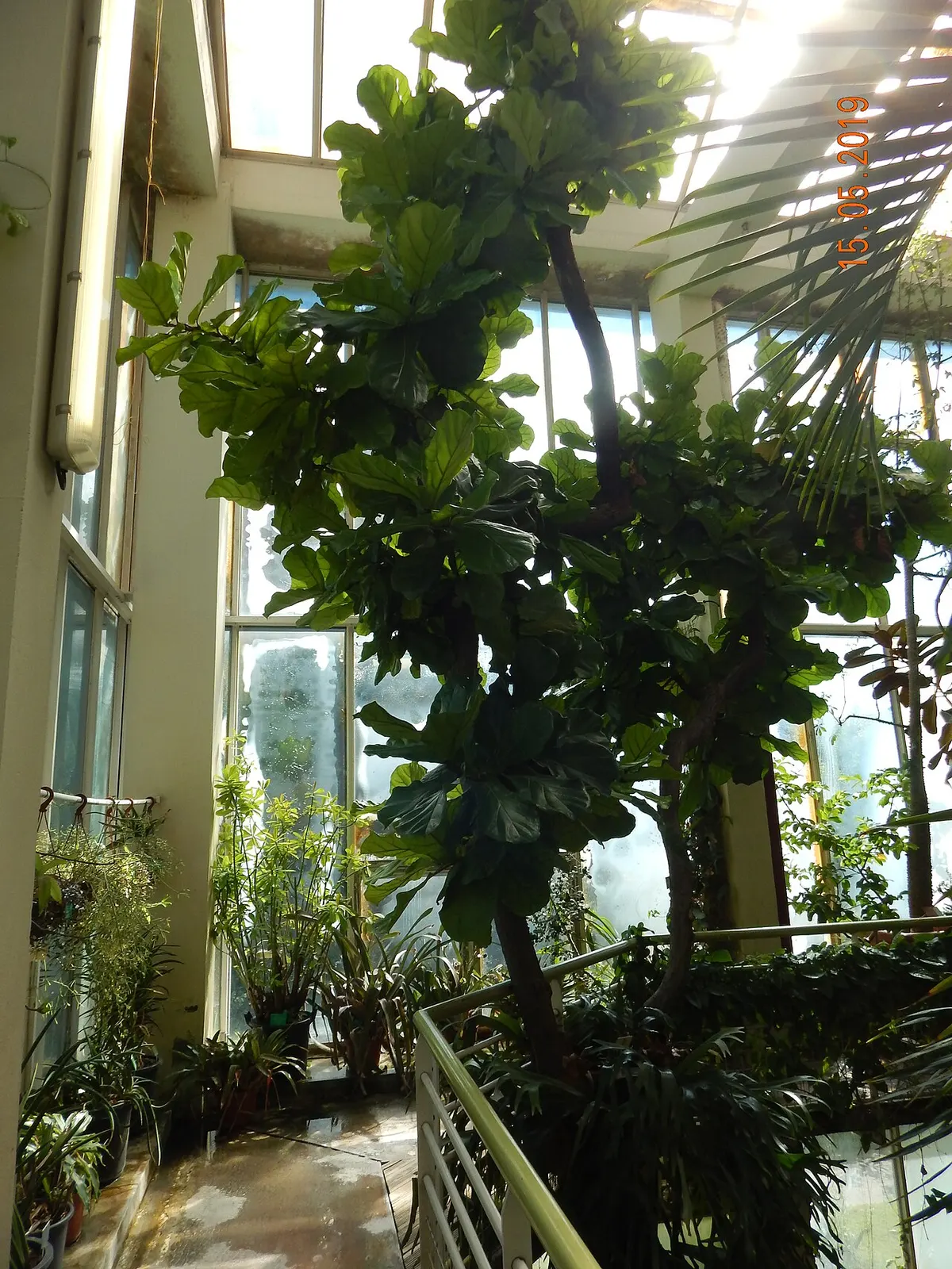 Ficus lyrata (Ficus lyrata)