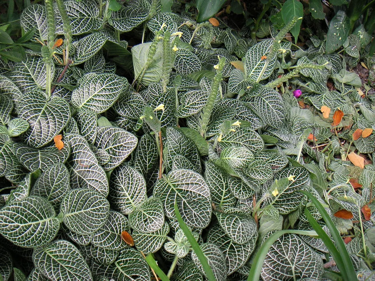 Fittonia (Fittonia albivenis)