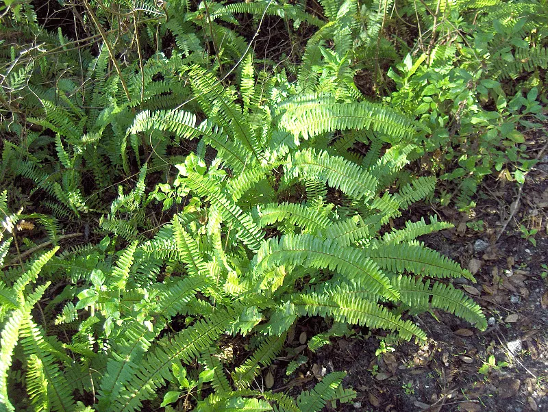 Fougère de Boston (Nephrolepis exaltata)