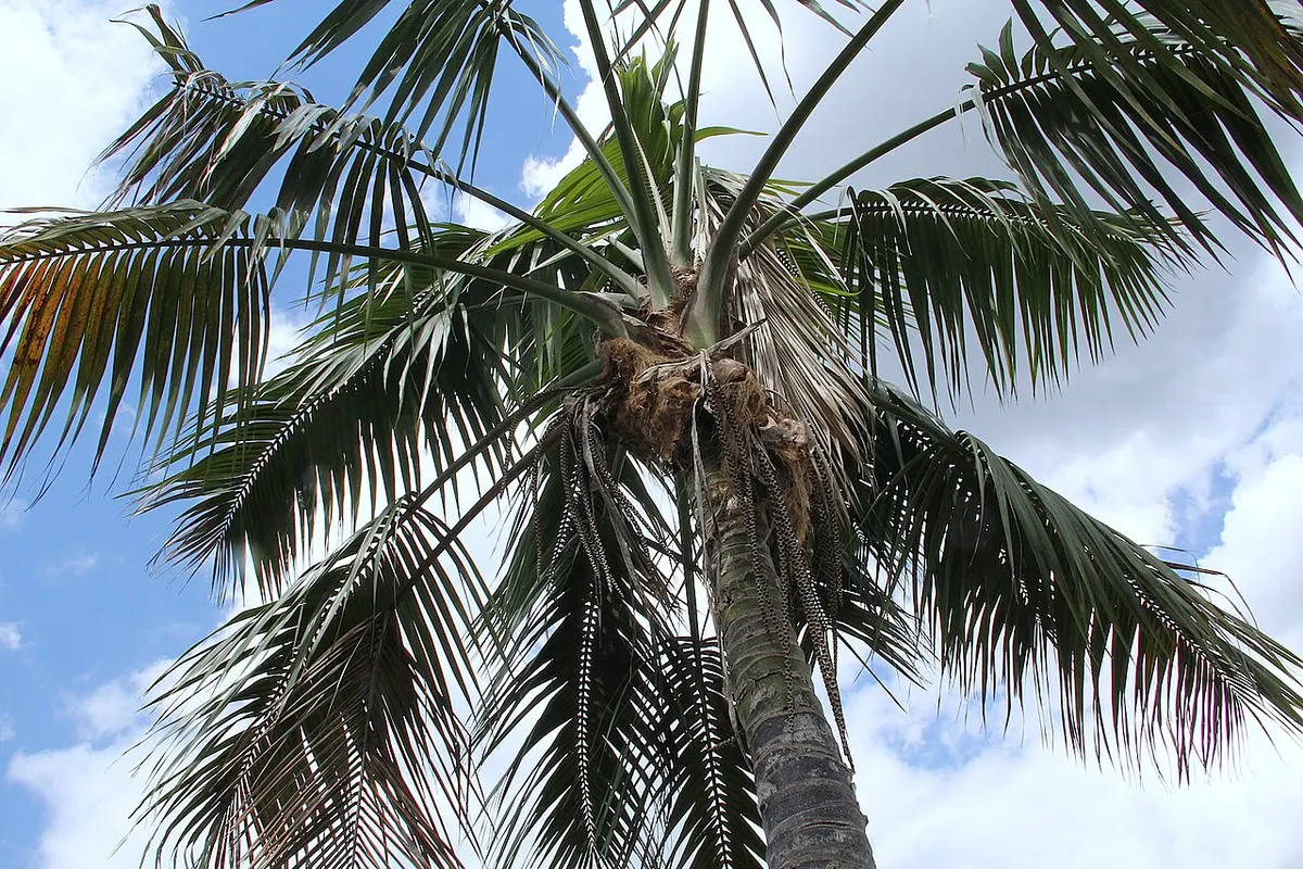Kentia (Howea forsteriana)