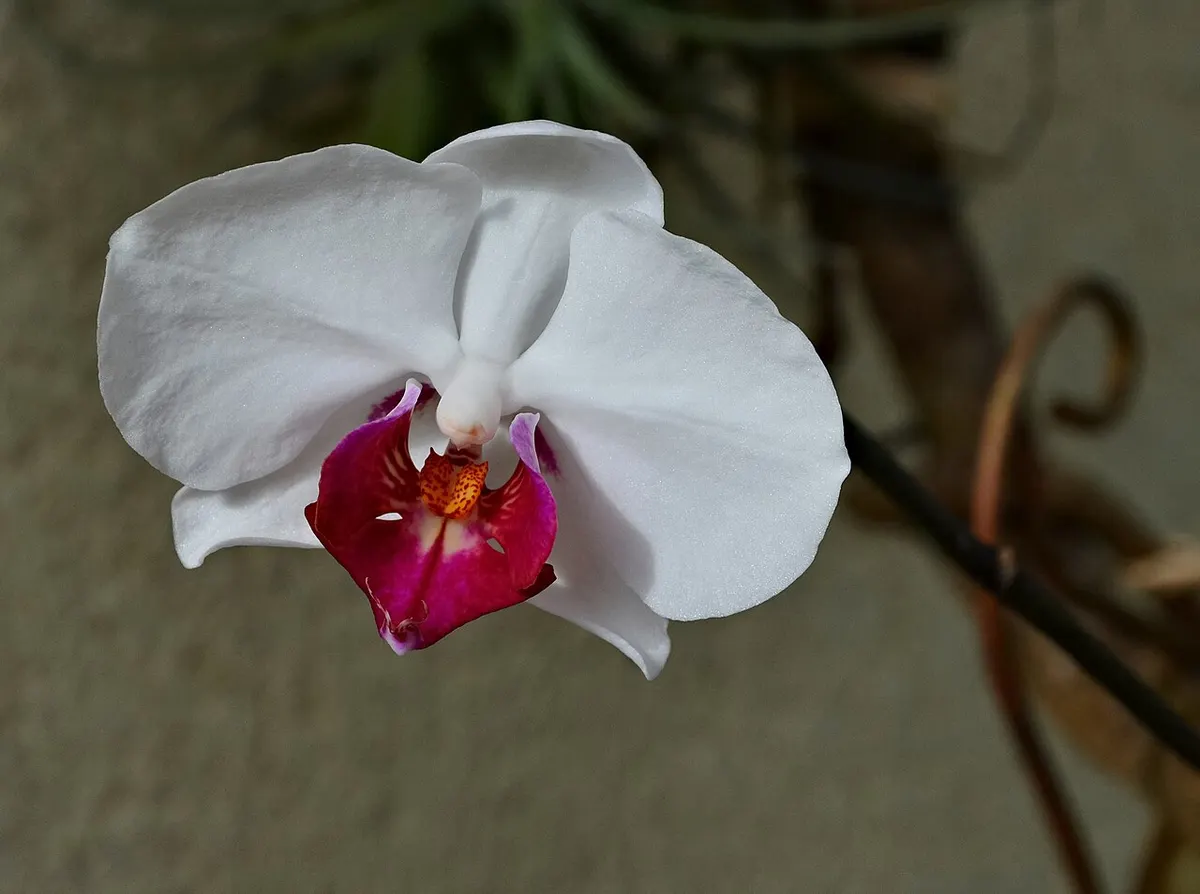 Orchidée Phalaenopsis (Phalaenopsis (hybrides))