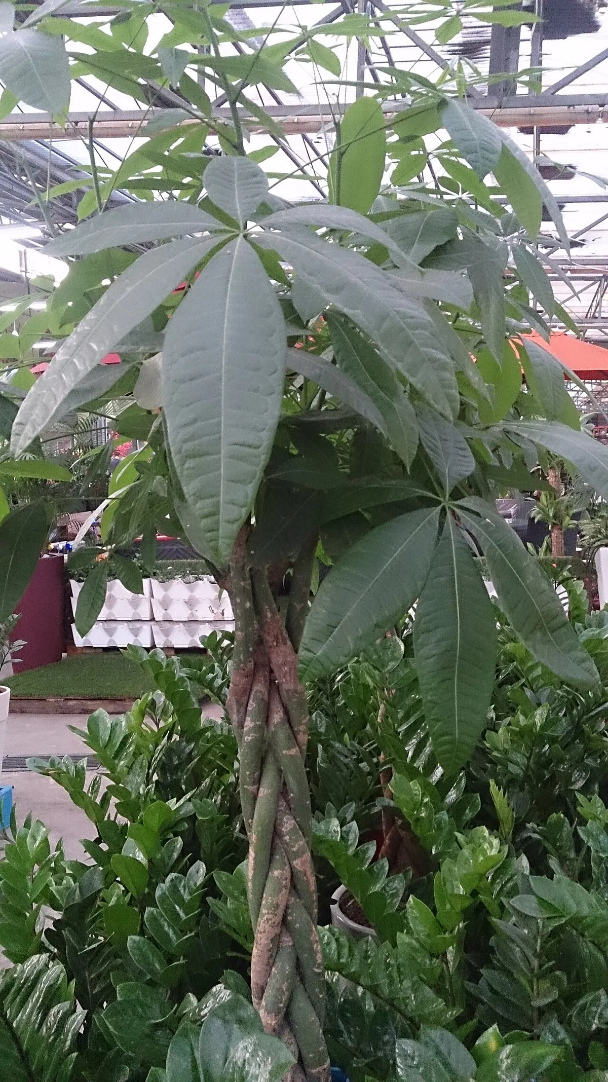Pachira (Pachira aquatica)
