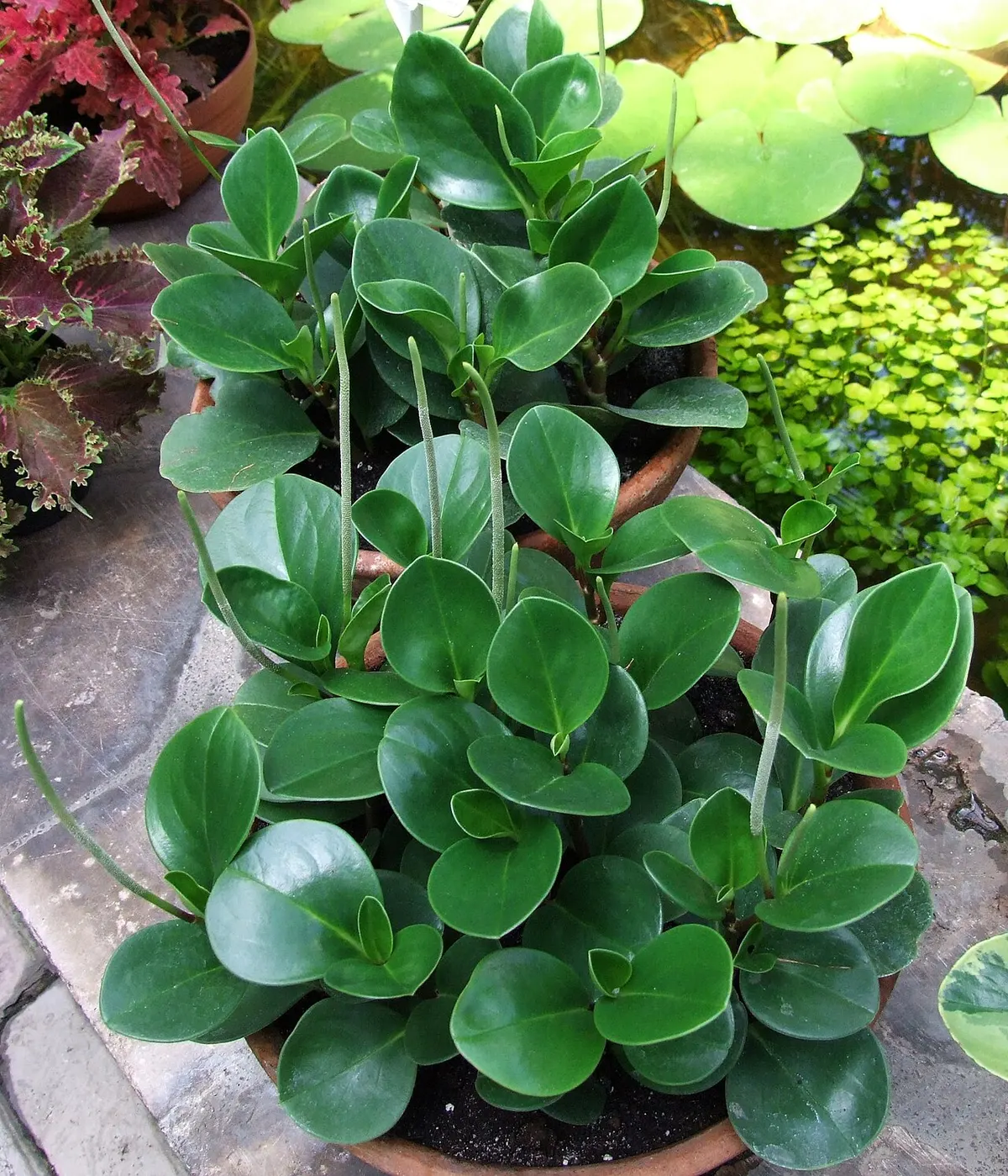 Peperomia obtusifolia (Peperomia obtusifolia)