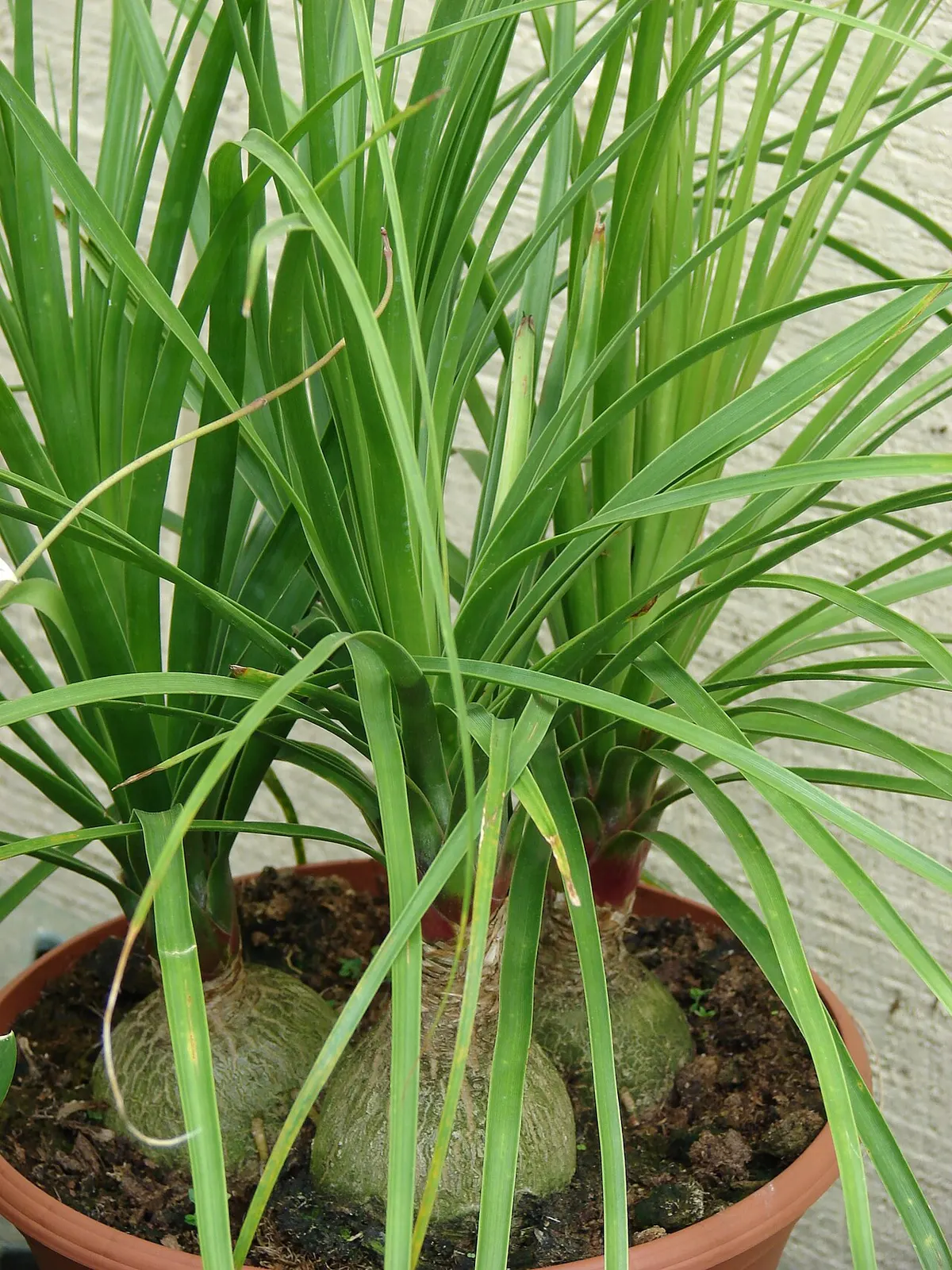 Pied d'éléphant (Beaucarnea recurvata)