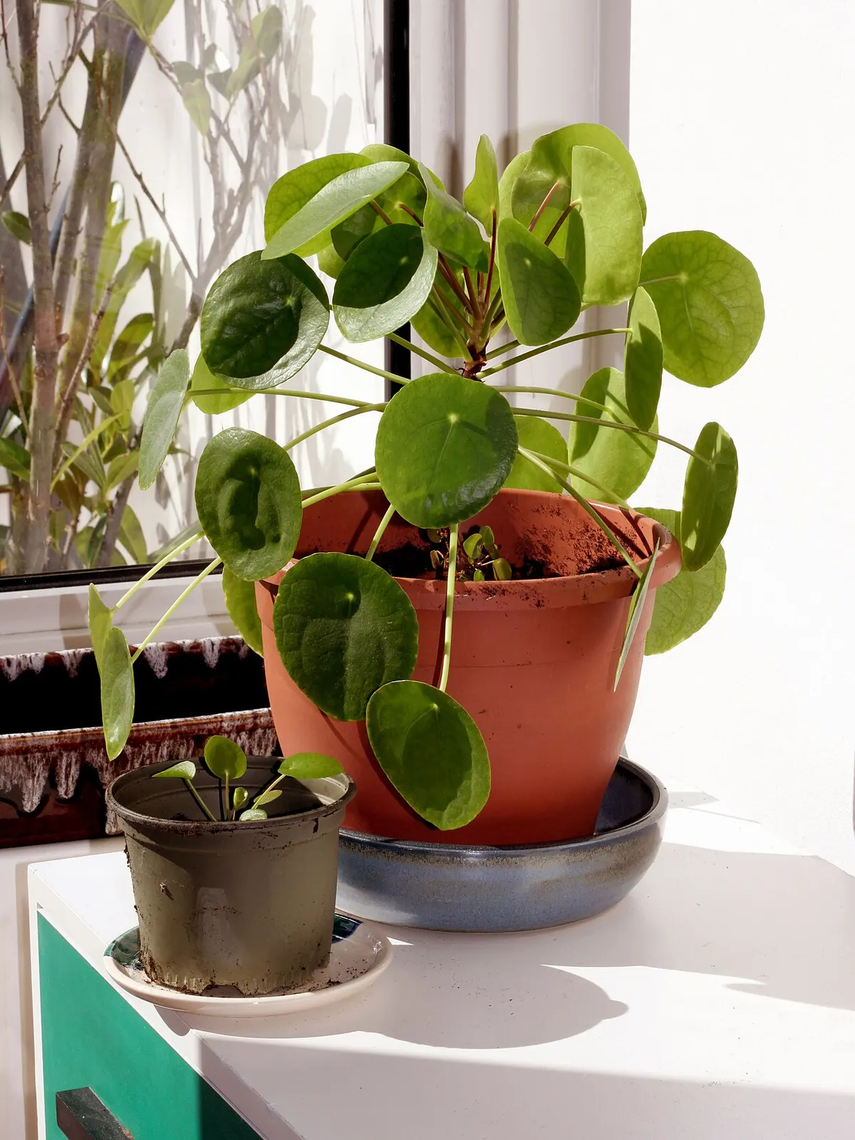 Pilea peperomioides (Pilea peperomioides)