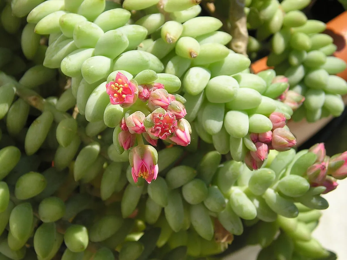 Queue d'âne (Sedum morganianum)