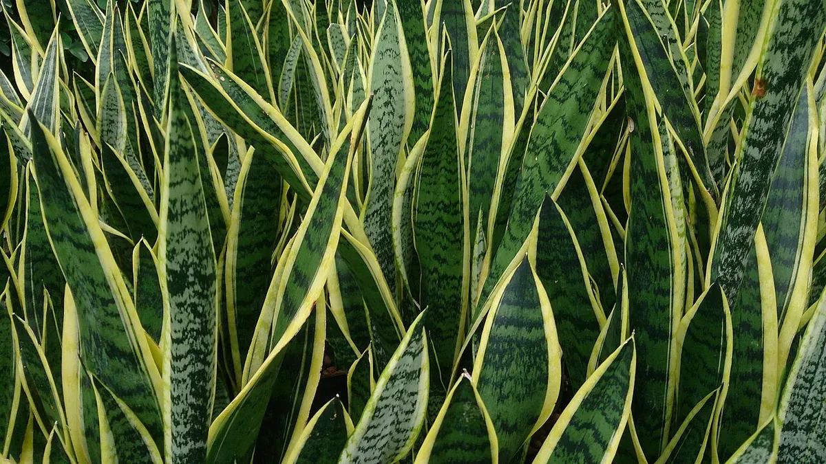 Sansevieria (Dracaena trifasciata (syn. Sansevieria trifasciata))