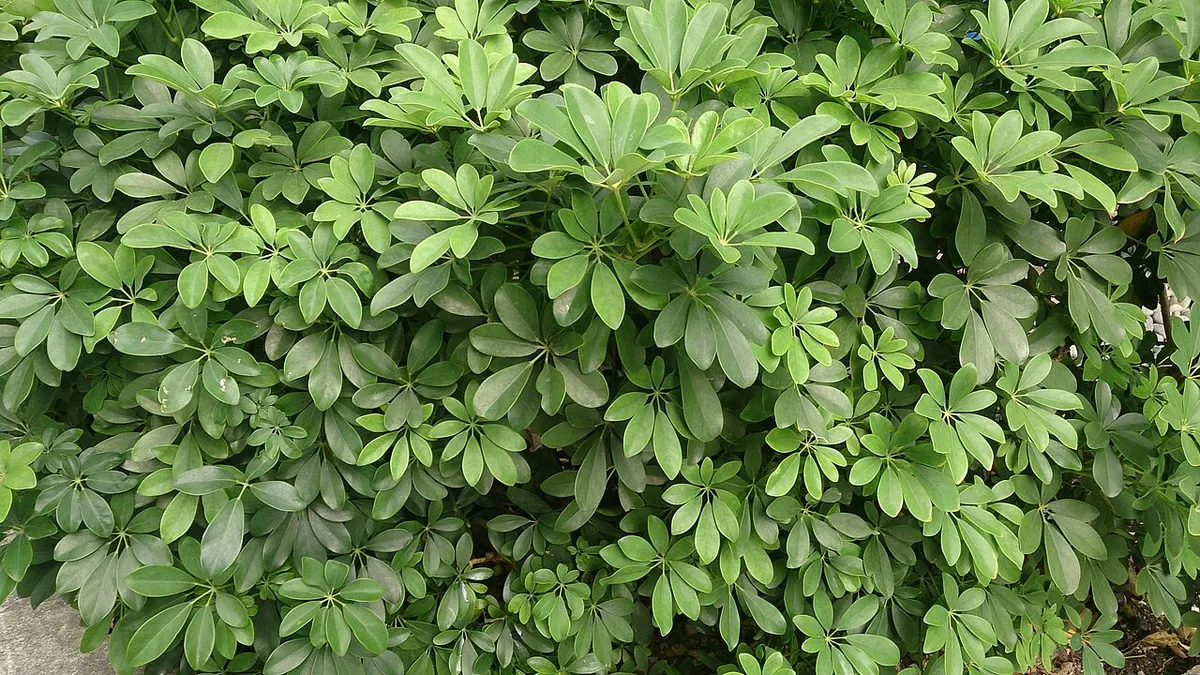 Schefflera (Schefflera arboricola (syn. Heptapleurum arboricola))