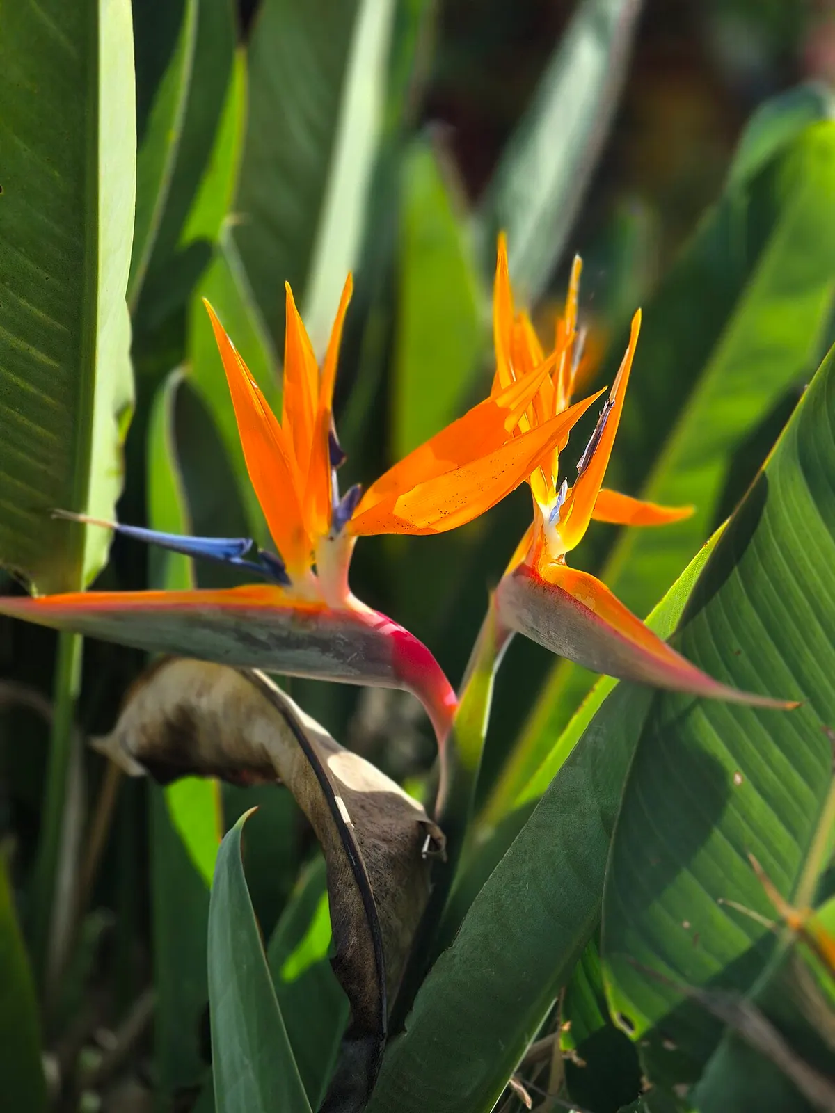 Oiseau de paradis (Strelitzia reginae)