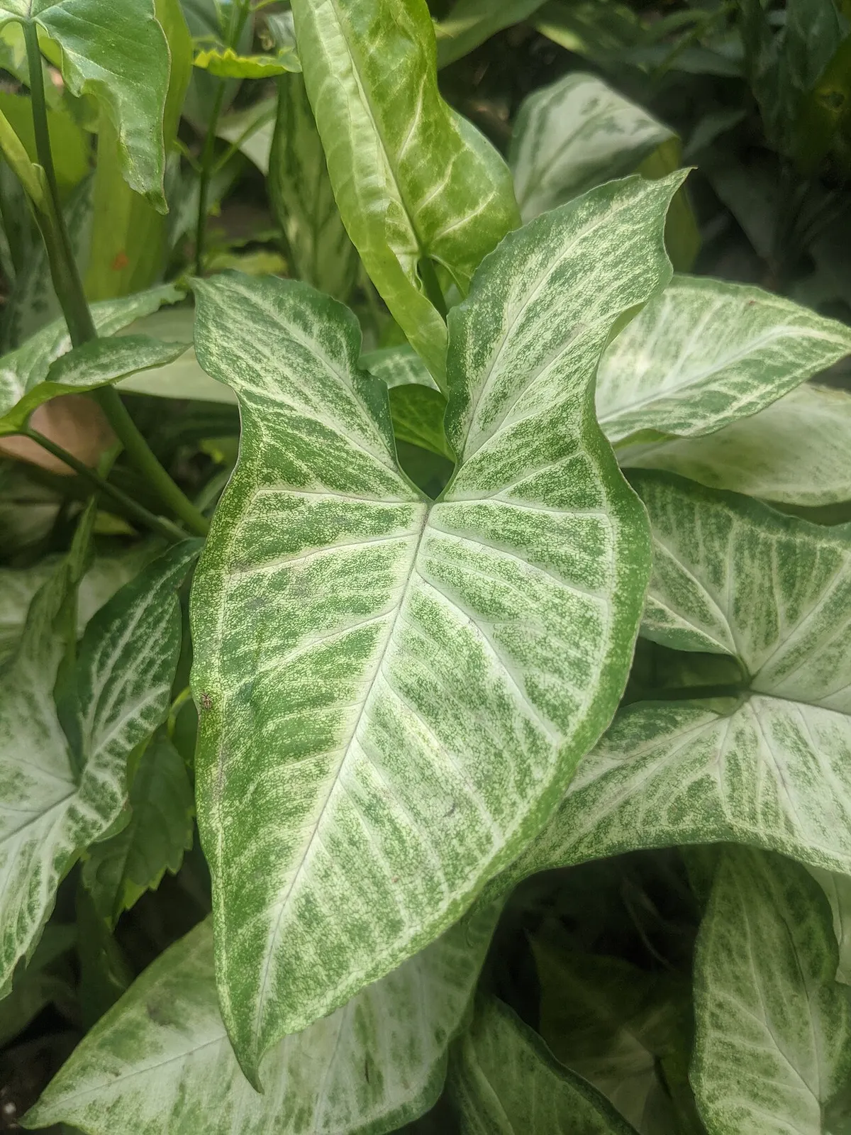 Syngonium (Syngonium podophyllum)