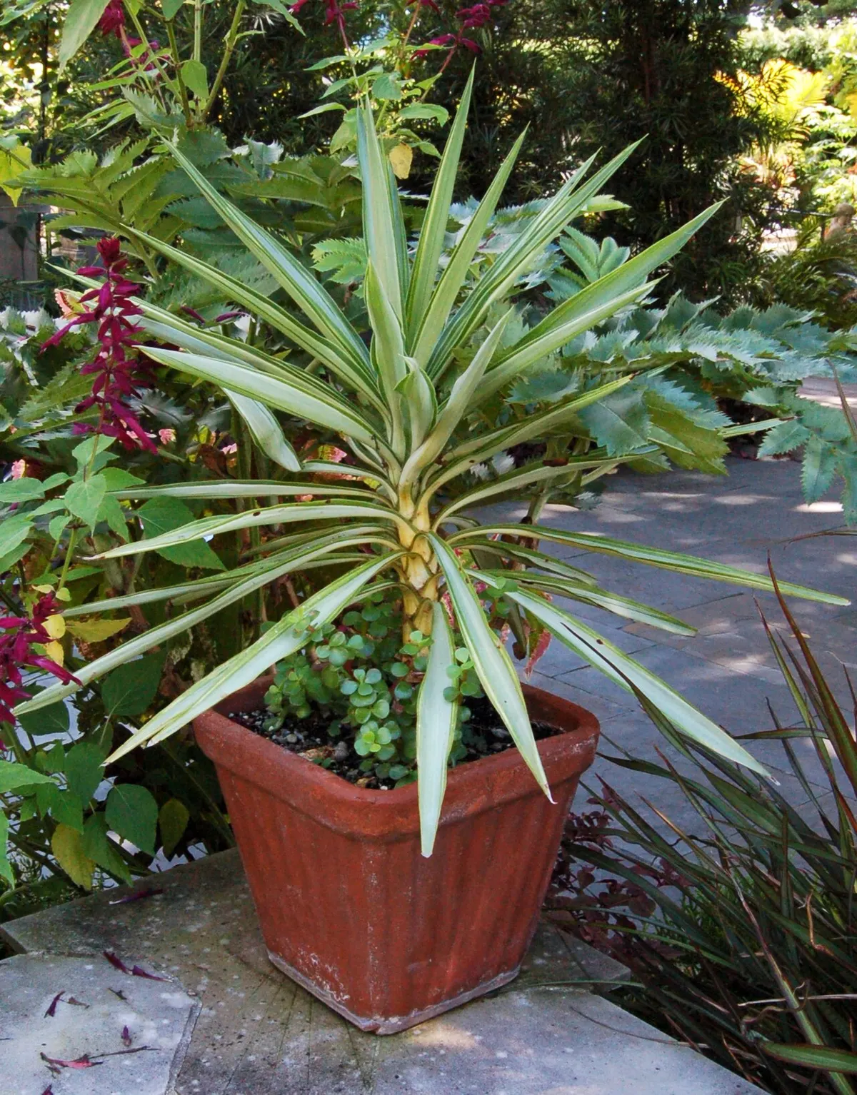 Yucca (Yucca gigantea (syn. Yucca elephantipes))