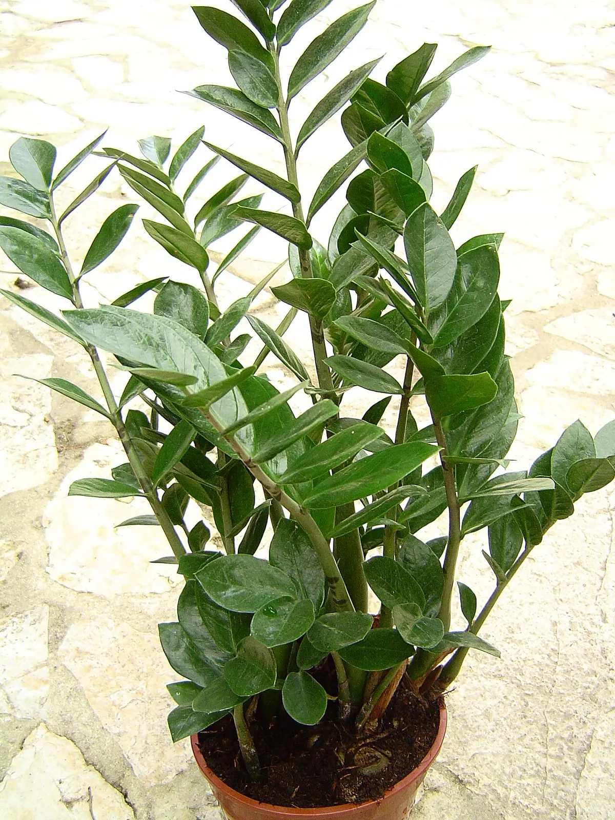 Zamioculcas (Zamioculcas zamiifolia)